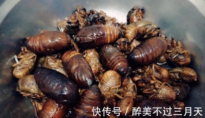 鱿鱼|它们是天然“雄激素”，男人再穷也要坚持吃，肾脏或许会更有活力