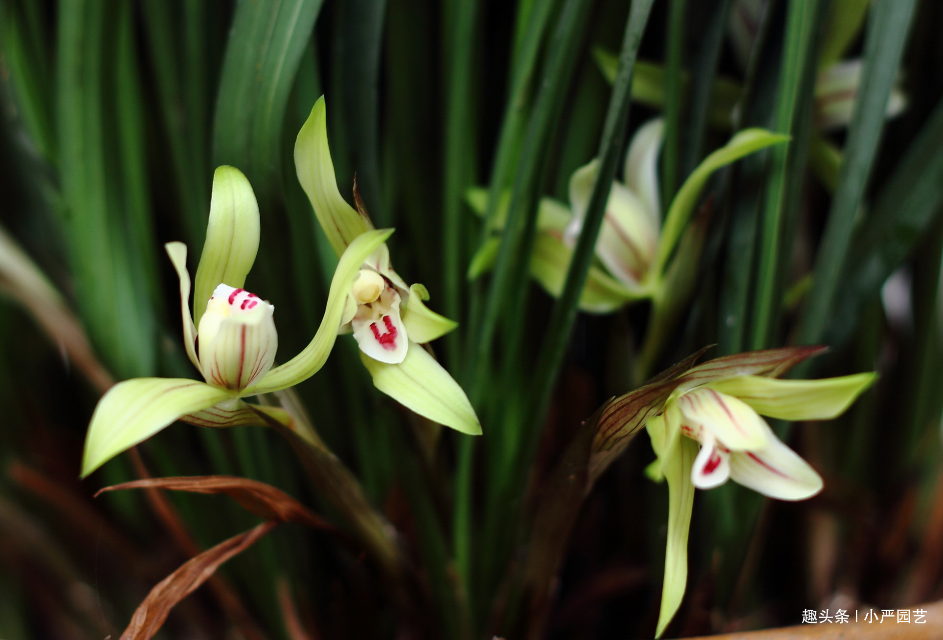 养兰花有一个“关键动作”，做好了开花水到渠成