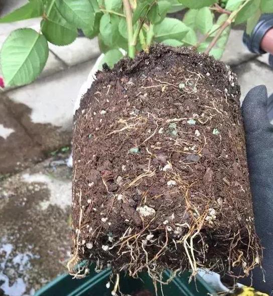 养花旧土该如何重复利用掌握这些,不用多费劲就能变成新土