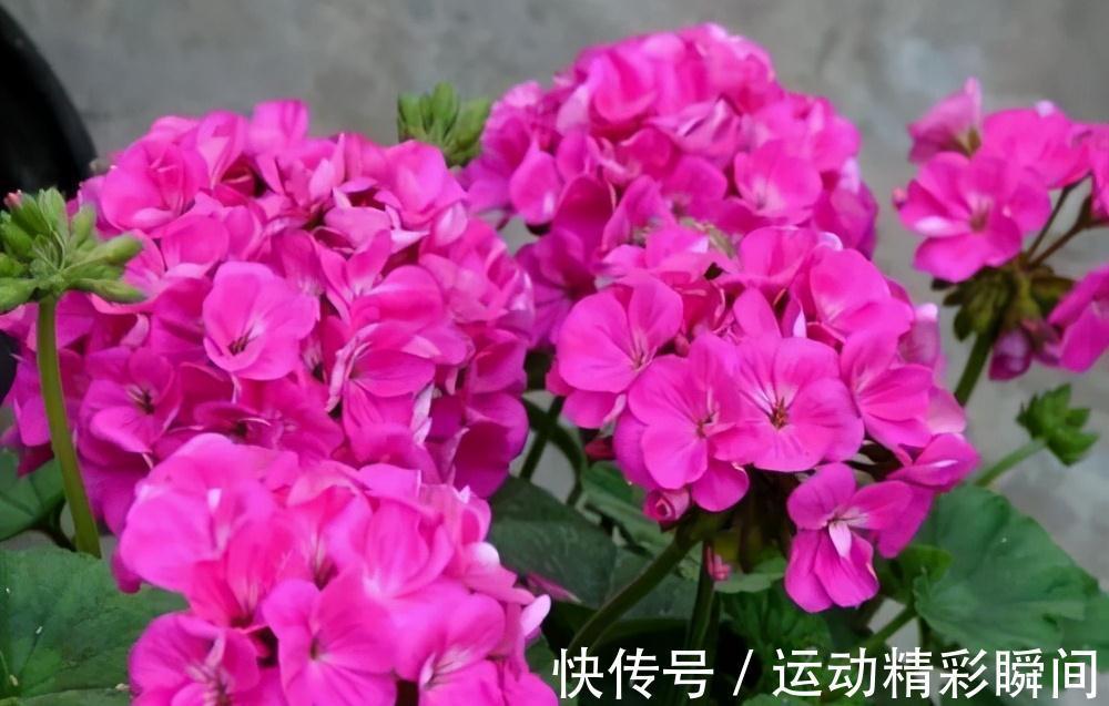 什么氮肥磷肥都不如2种药,水里加1粒秒变万能水,超好用