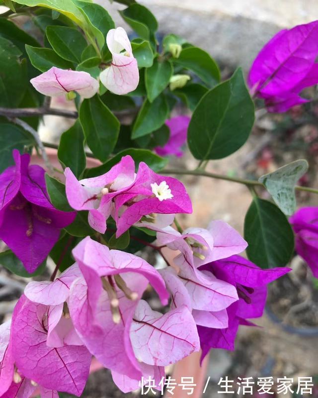 这些花特别懒,越懒养越好,根不烂叶不黄,养养就爆盆