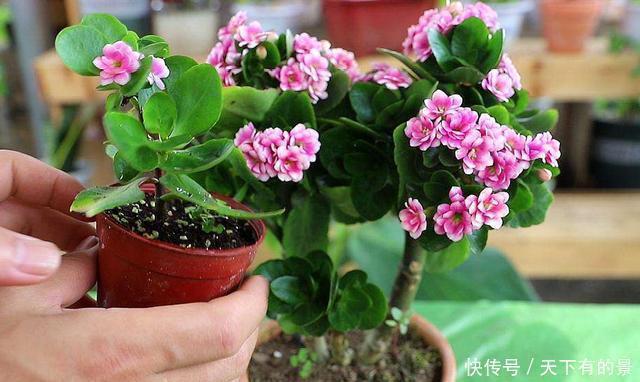 养出|张大爷养花,用“2种水”轮流浇,没想到,1年养出漂亮“小花园”