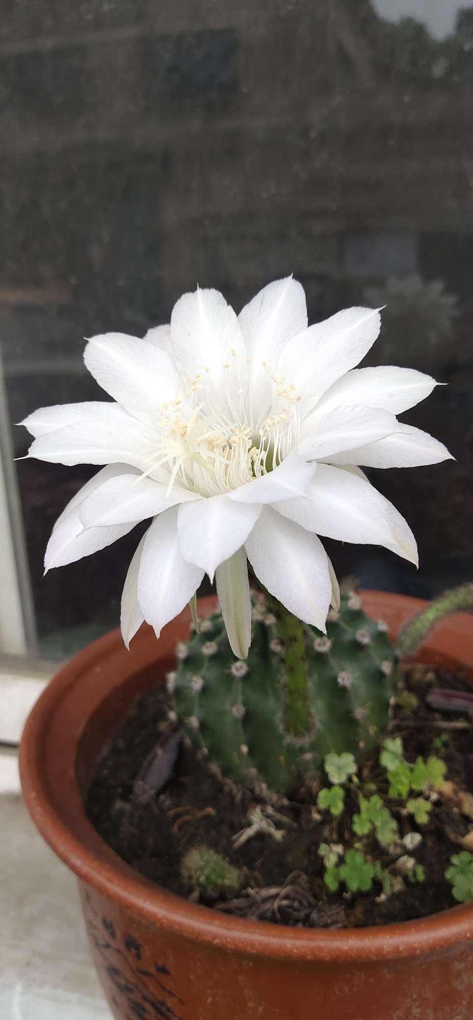 有些花虽好看,但是不适合养在卧室,你中招了吗