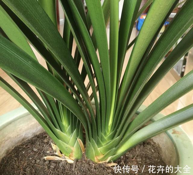 大白菜|养君子兰趁现在，多做2件事，长成大白菜，满盆冒花箭