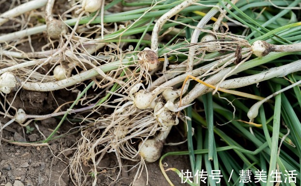 小根|65种野菜图片，带你认识不同的野菜和吃法，你想要的野菜这里都有