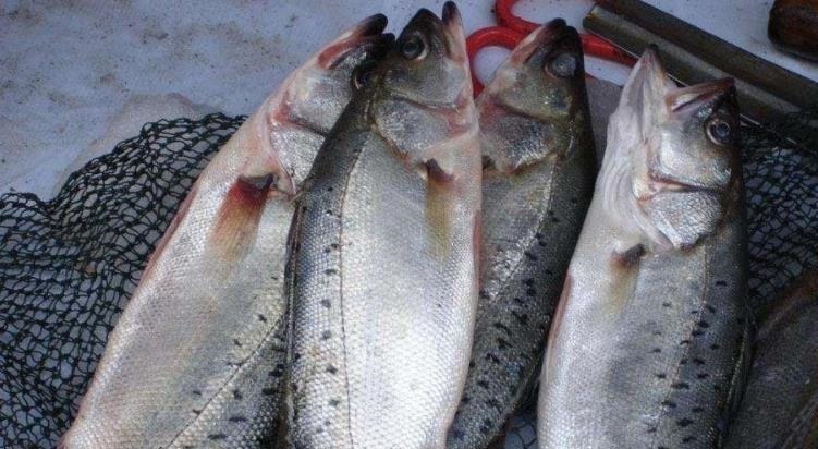 内行人买鲈鱼时,只需认准“这3点”,鱼贩子不敢随便忽悠你!