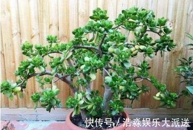 现如今,很多人爱养“3种植物”,难怪都钱多,过得好,你家有