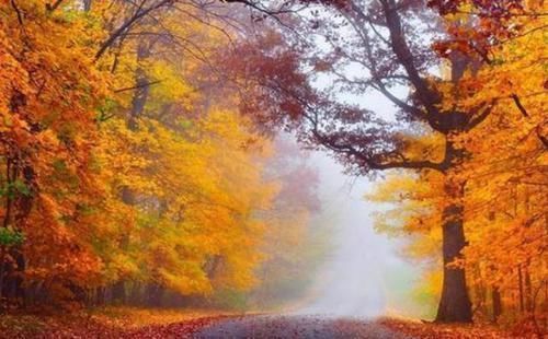 梧桐叶$苏轼一首悲秋词,道尽人生悲凉,让人叹息,人到中年方能明白