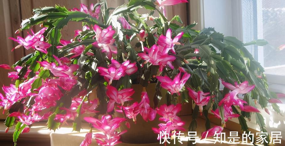 光照|秋天养蟹爪兰,解决好这4件事,茎叶长得茂盛,开花格外漂亮