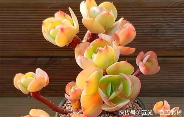 公认出状态比较仙的八大多肉品种,看看哪种是你的心头好