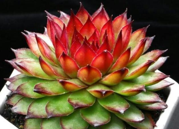 多肉换盆土或移植时,土壤里需要再拌入肥料吗,答案来了