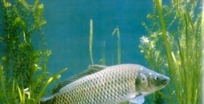 这种鱼种肉质鲜嫩,营养价值与600元一斤的价格配得上!