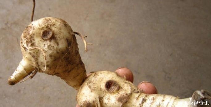 抗衰老|李时珍称它为“气血双补之王”,除风湿,强筋骨,润心肺,抗衰老