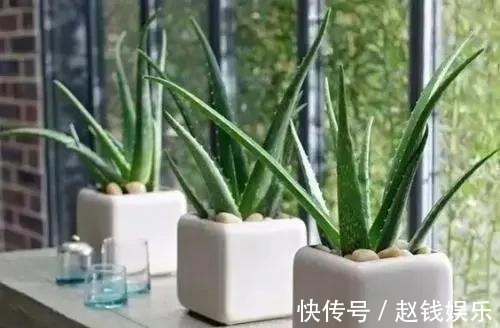 甲醛|家里什么植物都可以不养,唯独这4种花万万要摆,身体越住越健康