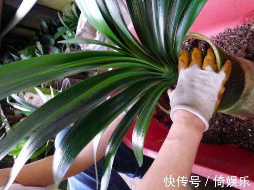 花店老板养君子兰的以下5个小窍门,用了后再也不黄叶烂根啦!