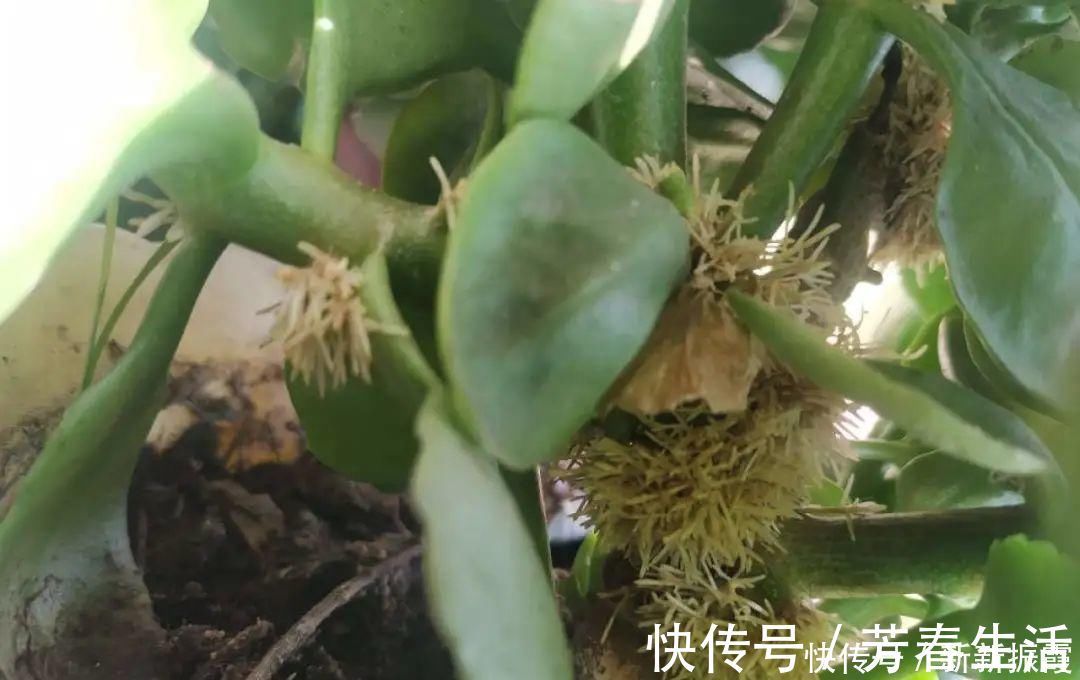 枝条|茉莉花扦插有机关，砍这一段枝条，插土里3天就活