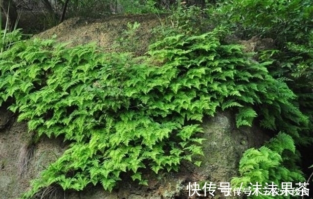 药材|农村这种野草没人要,不知是珍贵“骨碎补”,现在一斤能卖10元