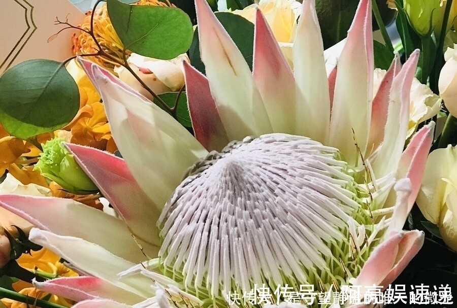 家里养盆帝王花，大气华丽，寓意事业蒸蒸日上，富贵吉祥