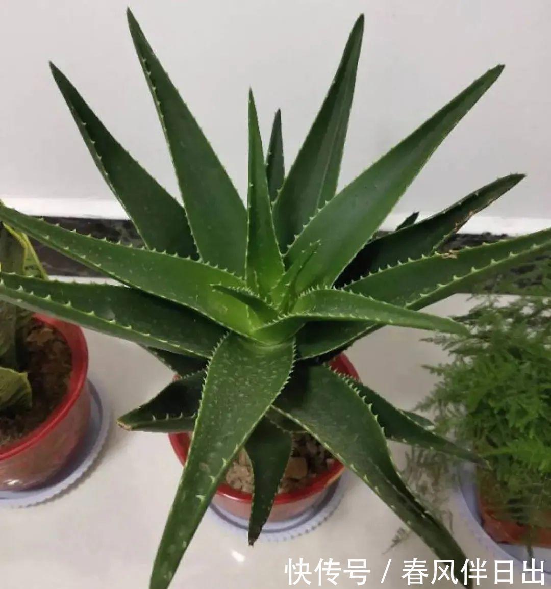 超级耐旱花,整个冬天不浇水,还能胖一圈!