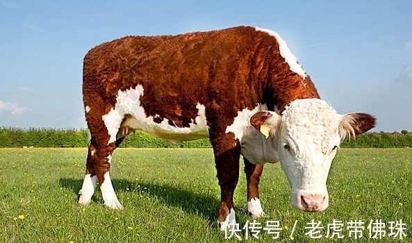 生肖牛|10个牛有9个富？尤其是以下4月出生的“大金牛”，天生福气深厚