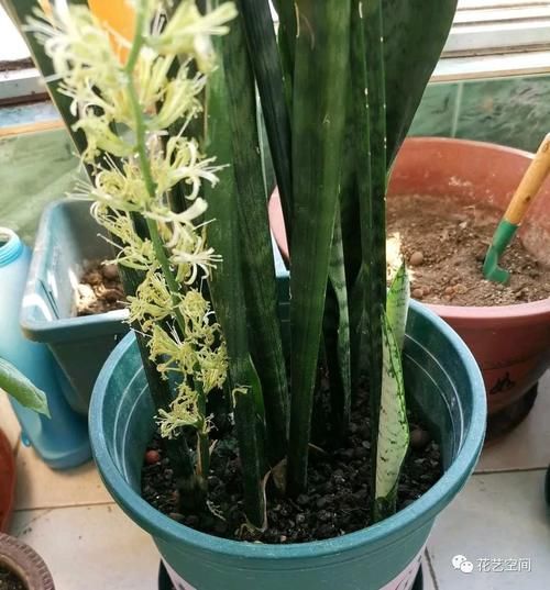 春天，这八种花，剪个枝插土里就活，养养就开花，错过了就要等明年了！