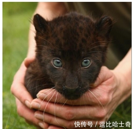 不懂就问,这满屏幕的豹,是王一博对其他塑的怨念实体化吗?