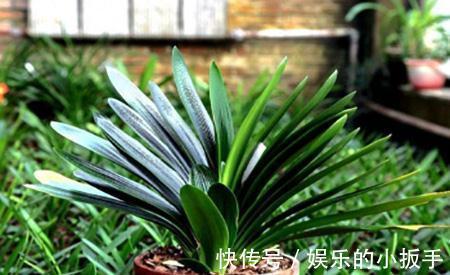 开花|为什么你养了5年的君子兰就是不开花,要满足三个条件才能开花