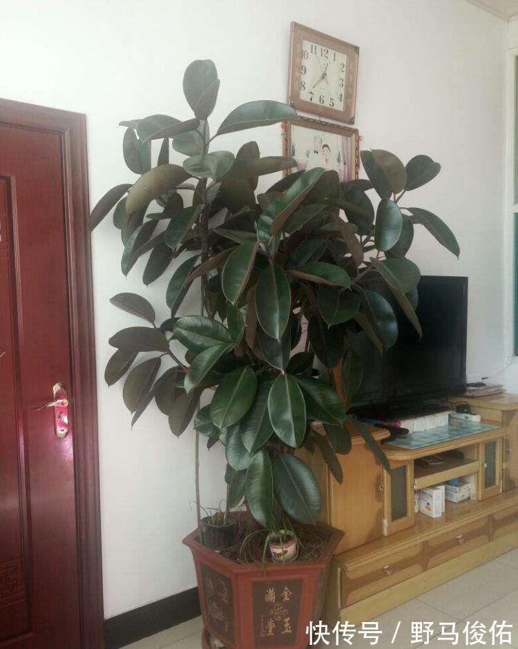客厅养花，就养“大树”，2年长成“绿巨人”，优雅漂亮，品位佳