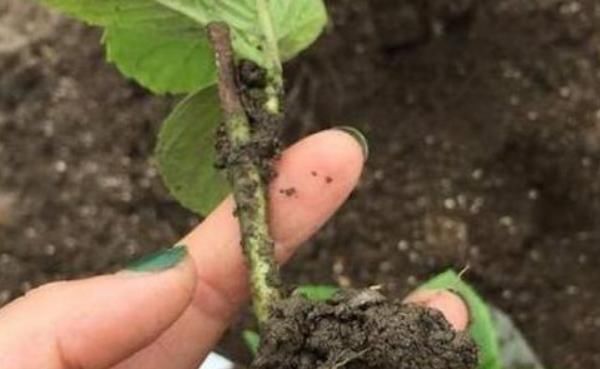 扦插|这三种花不用等,现在扦插越热生根越快,再晚又要等到明年了