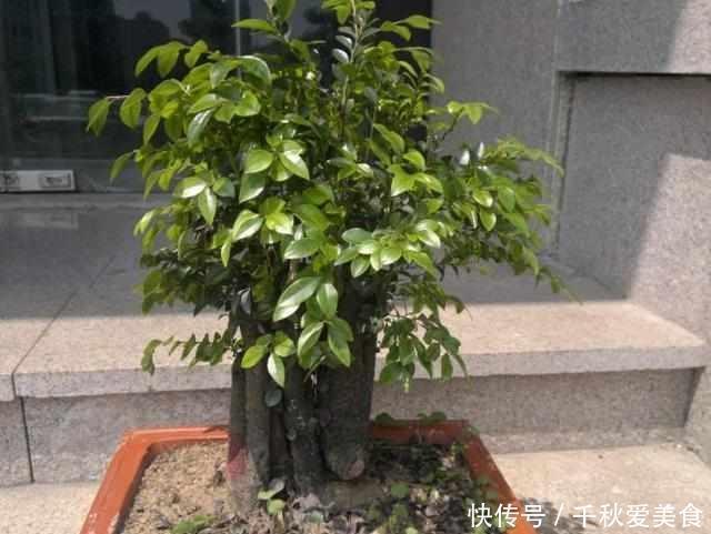 这三种树最适宜养在客厅,比香水都香,亲戚来了都说好