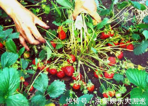 园艺|李大姐这样养盆栽草莓,一次结了500颗,快要长成草莓墙,超赞