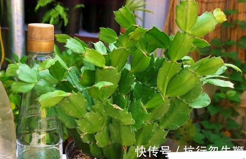 花友们都喜爱的“2种花”,开花漂亮又好养,还能大量繁殖