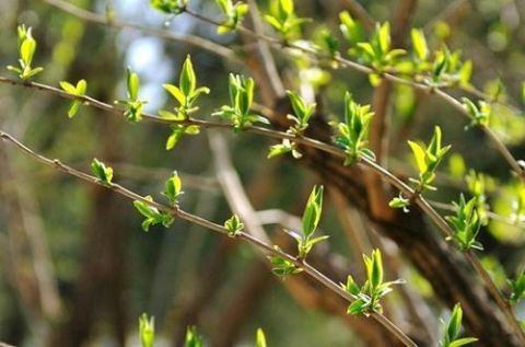 立春之后的养生要点:多食用嫩芽菜、多做有氧运动