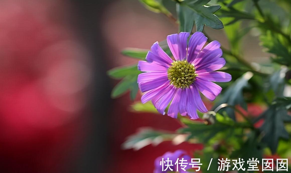 3种紫花好养又美丽,阳台摆几盆,花朵砰砰开成球,惊艳极了