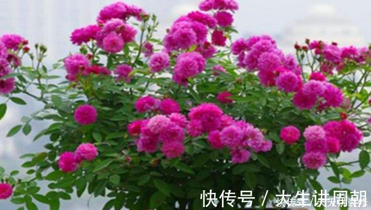 4种花美的出奇，不仅花好看，名字也好听，阳台开成花海