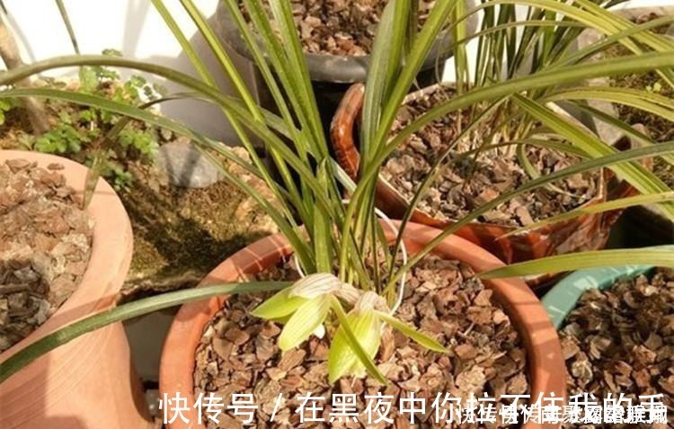 菇凉|兰花爱喝这种“催花水”,什么淘米水、过期药都不如它,简单实用