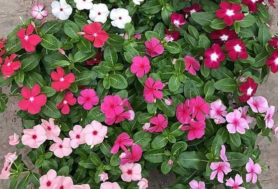 这花就叫“天天开”,咔咔一通剪,长成“小花树”,多了几十盆