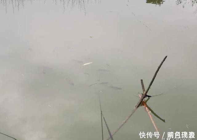 鲢鳙|为什么钓浮总没有收获？多半是你用错了地方，野钓要这样用才对