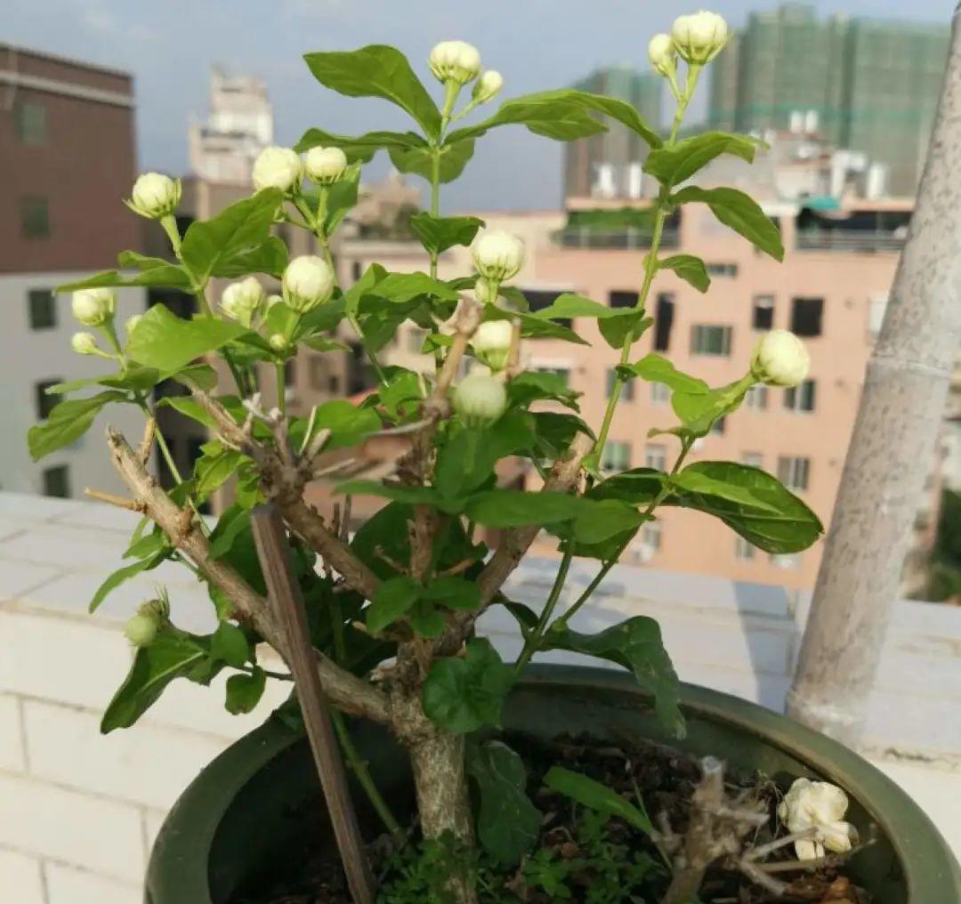 栀子花|最爱淋雨的花,下雨天搬出去,长得更好