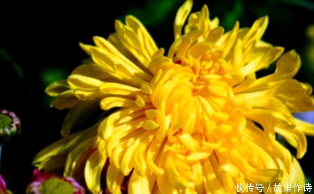 想长寿先养肝,不妨多吃3种食物,排毒养颜,滋润身体