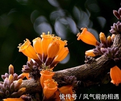 老鹰|它被哈尼族将其称之为''阿茨麻哈能''，傣族则称之为''埋糯比''