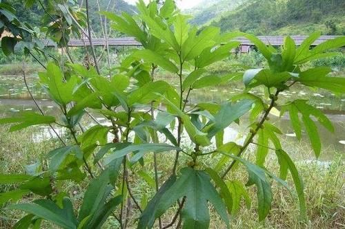 冬病夏治|此种“五爪龙”炖汤大补，入药可治肺痨咳嗽，竟有人当柴烧