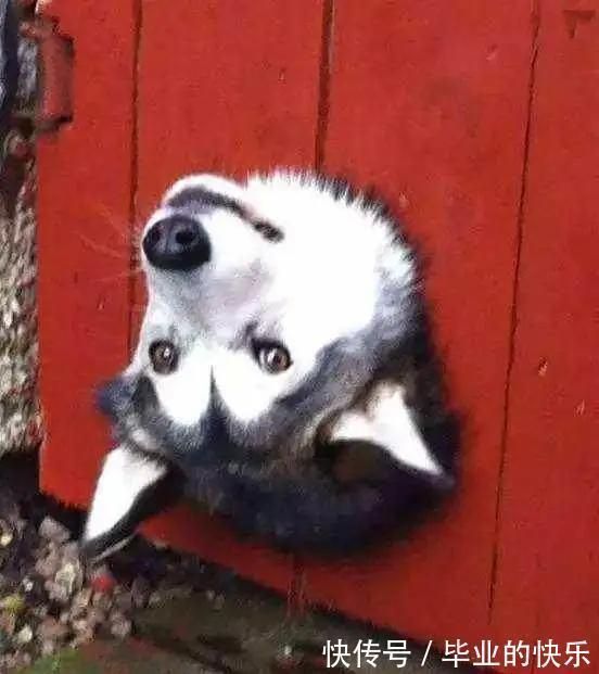 |搞笑动物越狱失败,原因为太胖、太笨、顾头不顾腚