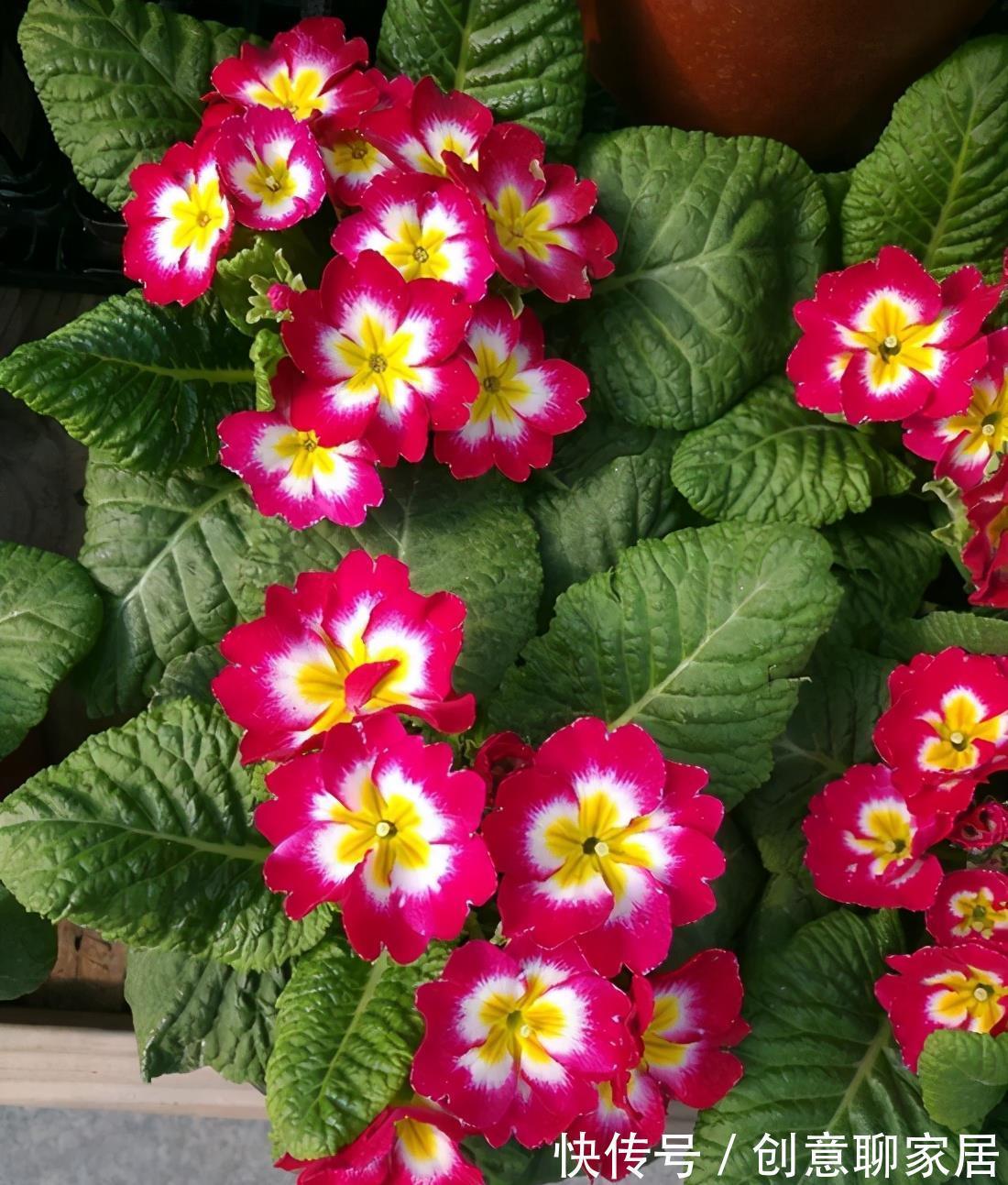 好处|植物“补光”好处很多,如何科学合理为植物补光呢?