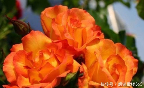 宠爱|喜欢牡丹，不妨养盆“珍奇玫瑰”宠爱小姐，花身金黄，难得一见！