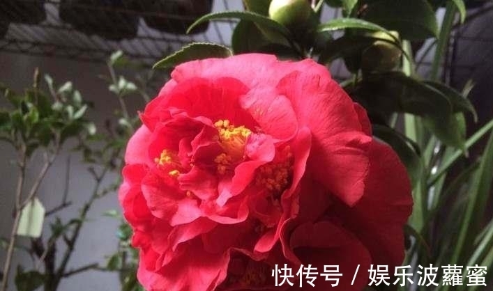 放弃月季吧,此花浇水就能活,赛过牡丹,抗旱又扛冻