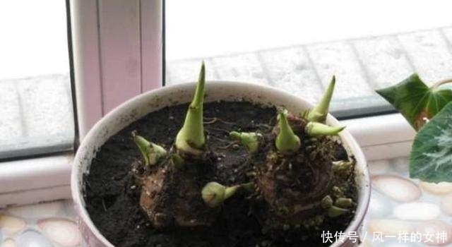 这种蔬菜吃剩了别扔,泡水里就疯长,比滴水观音还要漂亮100倍