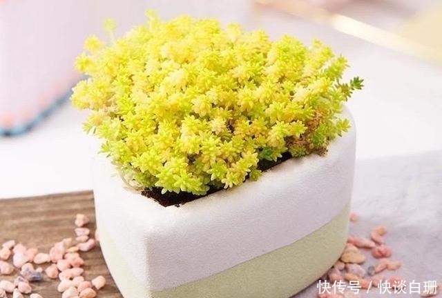 养护|这7款多肉名字金贵，寓意招财纳福，家中养一盆准没错