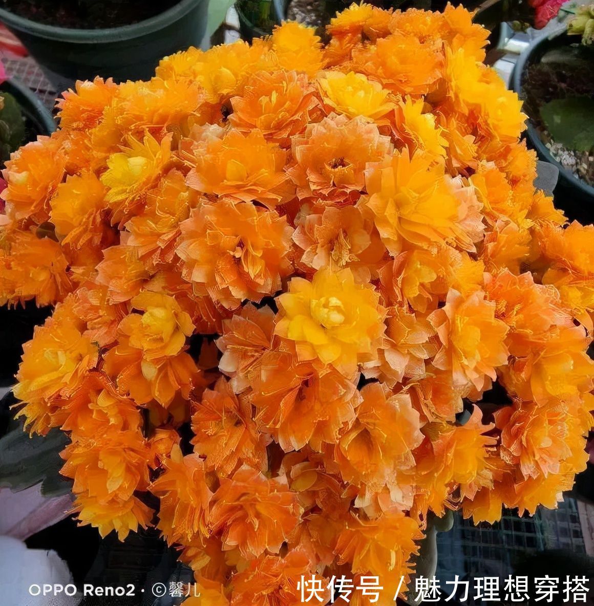 长寿花|冬天常见的“吉利花”，耐旱皮实花量大，大半年都在开花