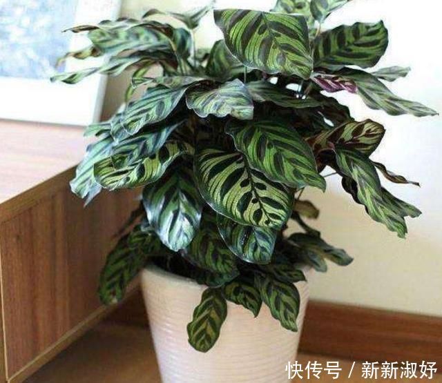 常春藤|家里如果养这7种花,千万要记得少晒太阳它们喜阴